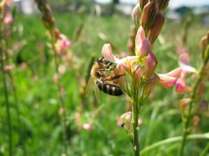 пчела на цветке эспарцете